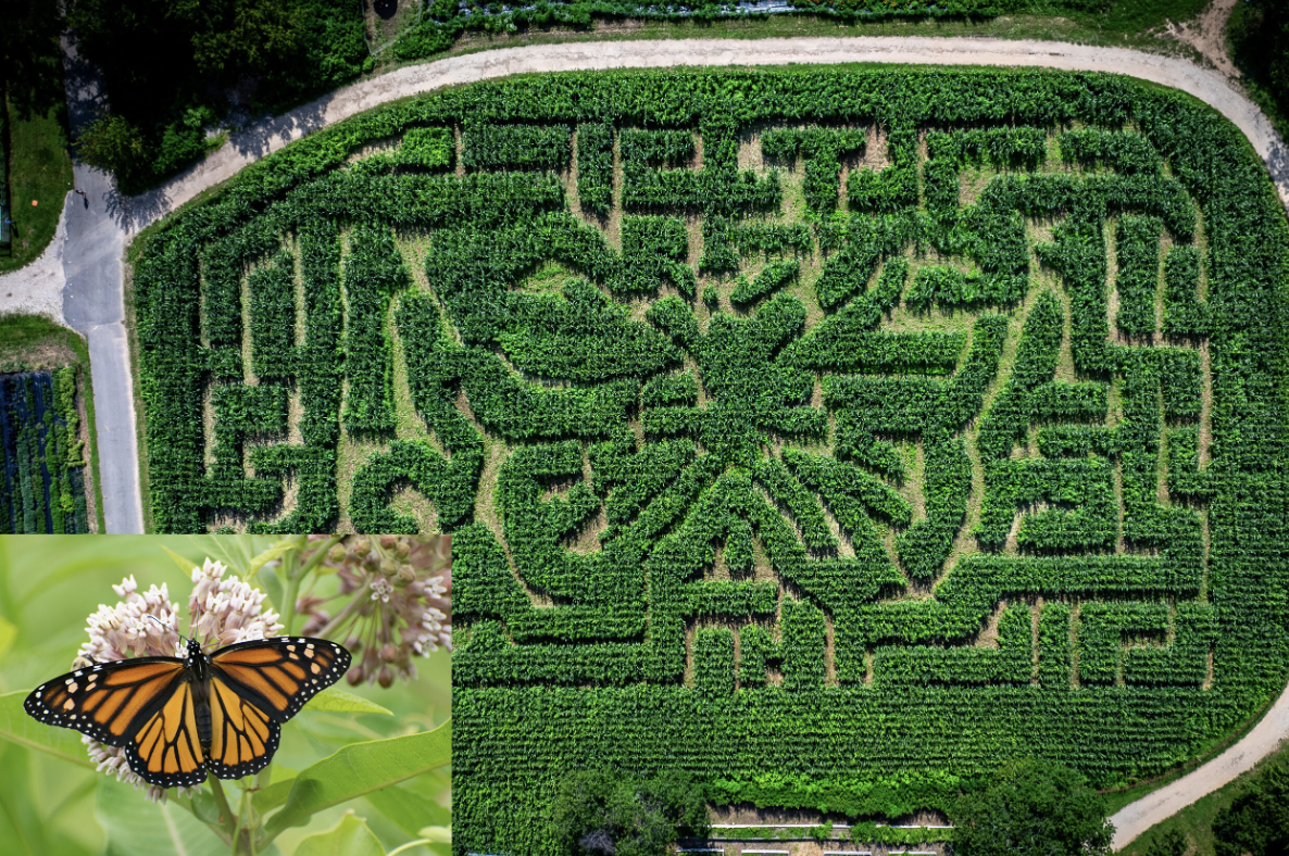 The Amazing Maize Maze is back and it looks like a butterfly