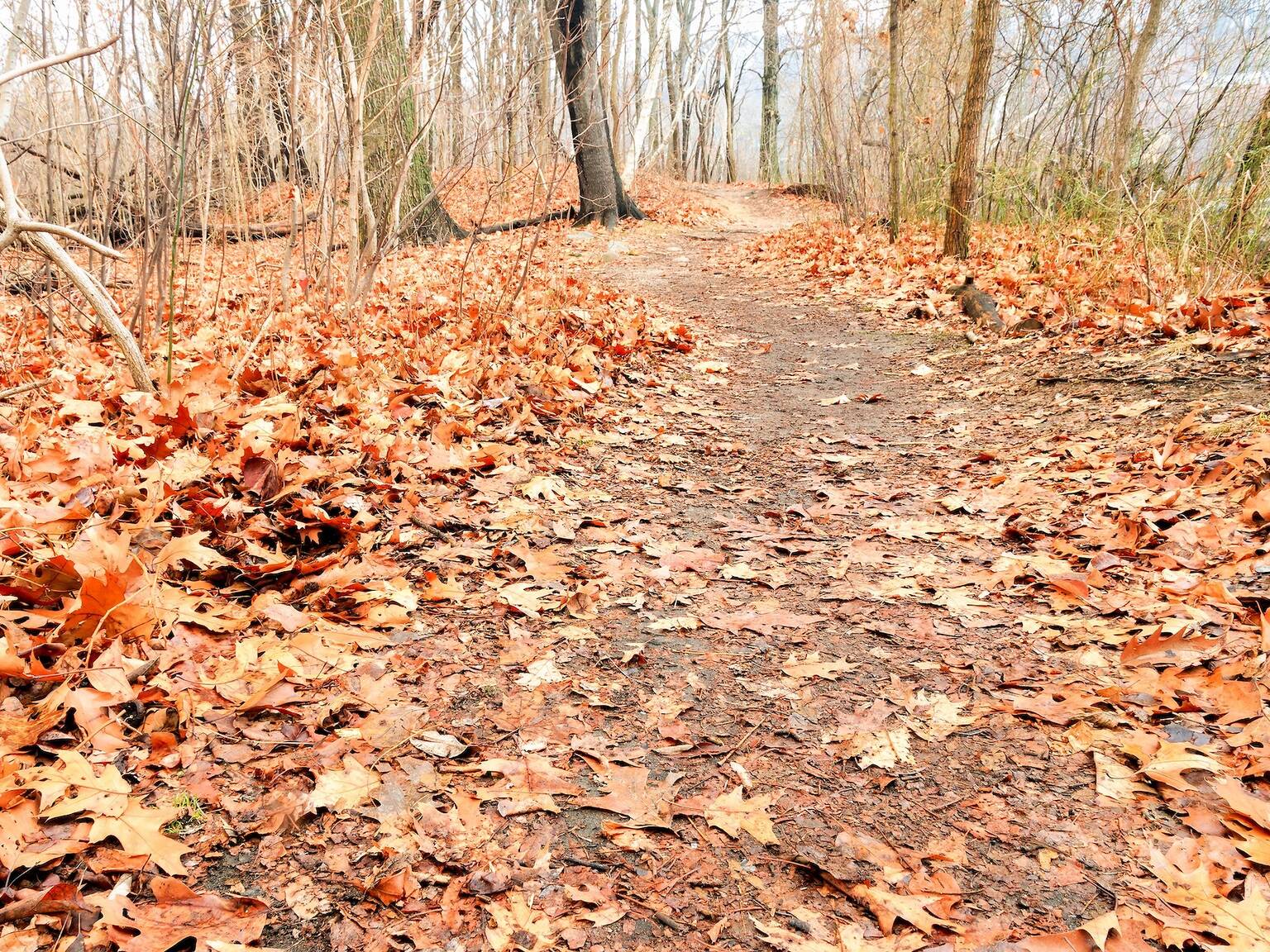 Most scenic running routes in NYC from Manhattan to the Bronx