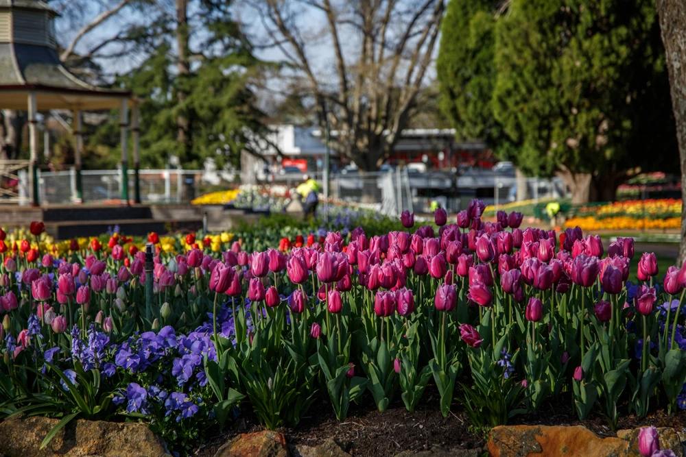 A garden of tulips