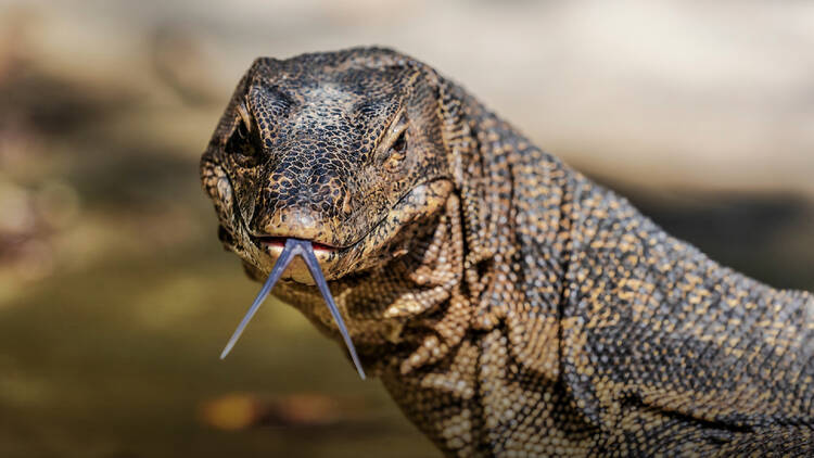 Hang out with monitor lizards at Lumpini Park (Cats are also available)