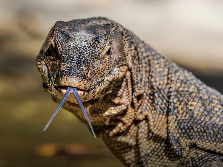 Hang out with monitor lizards at Lumpini Park (Cats are also available)