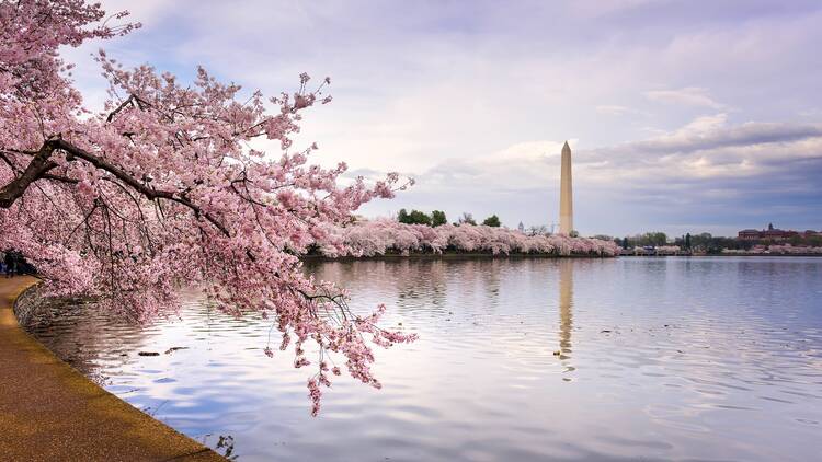 National Cherry Blossom Festival