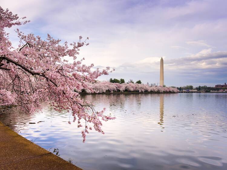 Cherry blossoms at the Tidal Basin in Washington, D.C.