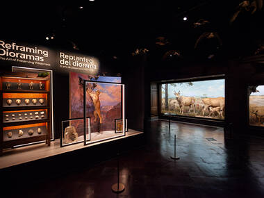 Reframing Dioramas: The Art of Preserving Wilderness Reframing Dioramas: The Art of Preserving Wilderness
