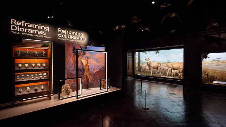 Reframing Dioramas: The Art of Preserving Wilderness