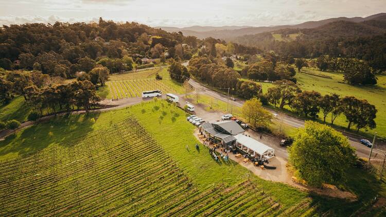 Aerial shot of a vineyard.