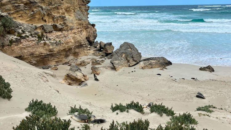 Seals on beach