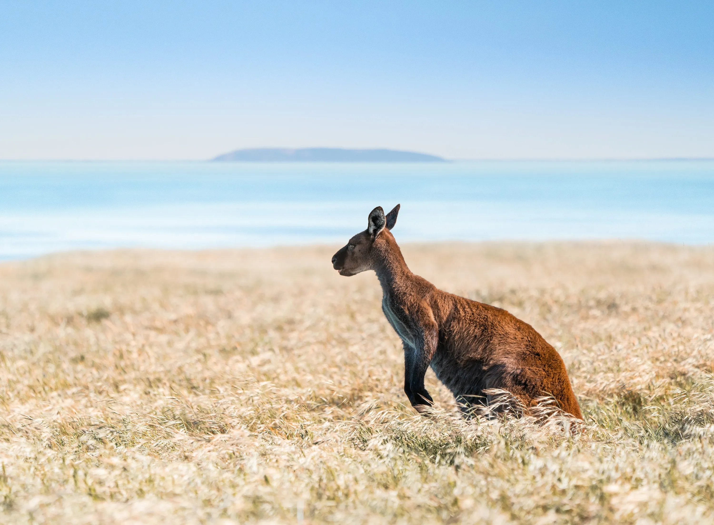 Kangaroo in grass