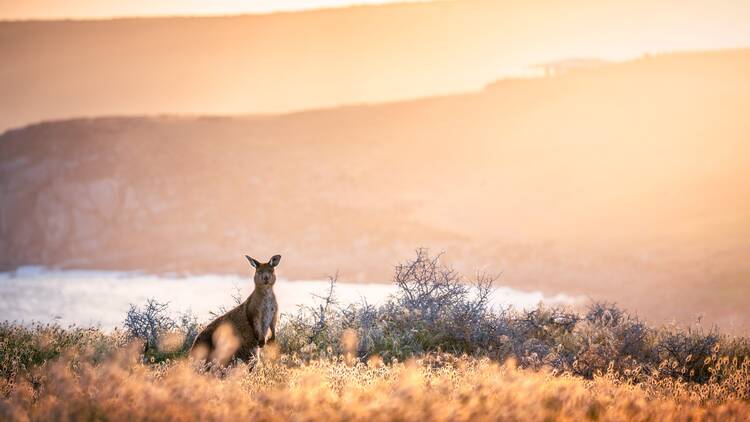 Spot kangaroos and koalas in the wild