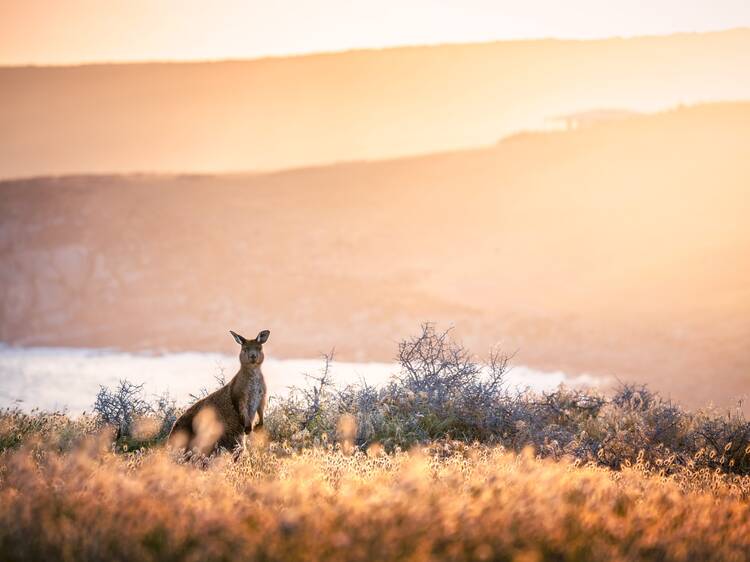 Spot kangaroos and koalas in the wild