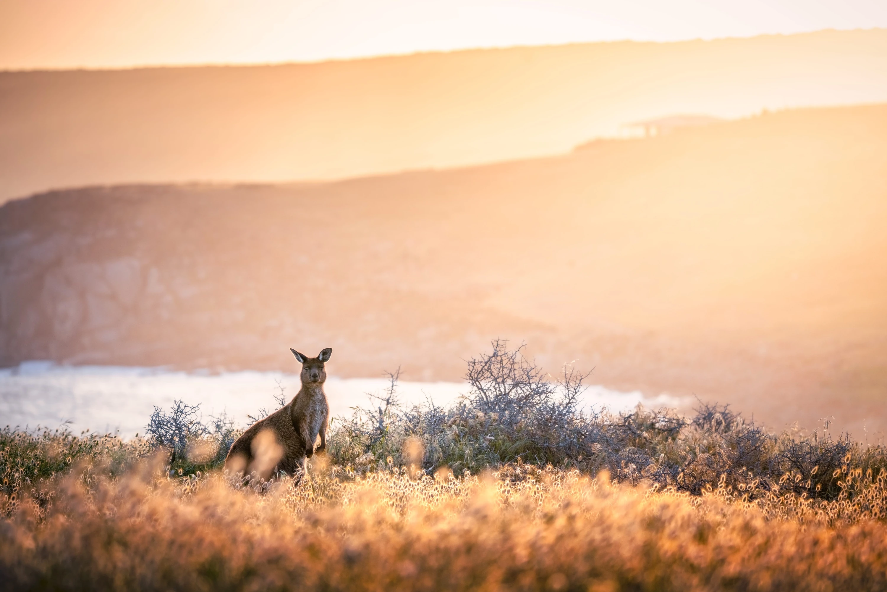 Kangaroo at sunset