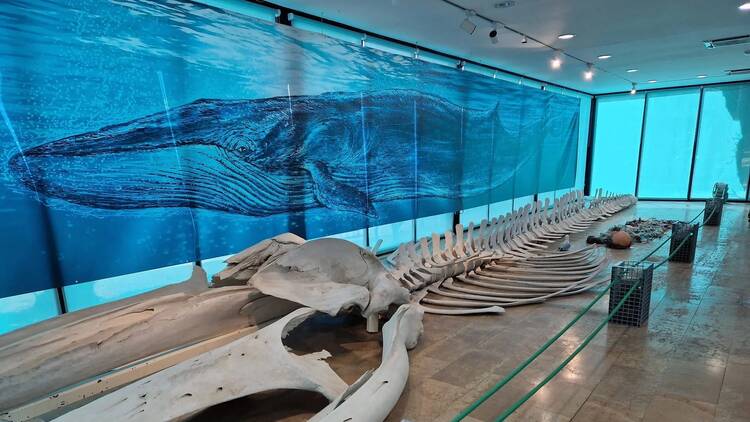 El ojo de la ballena. Una exposición de fotografía científica