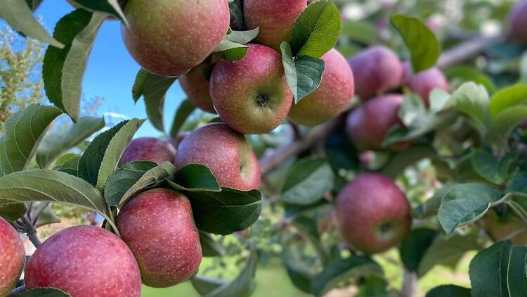 Go apple picking