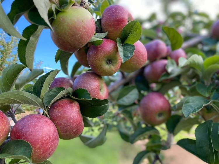 Go apple picking