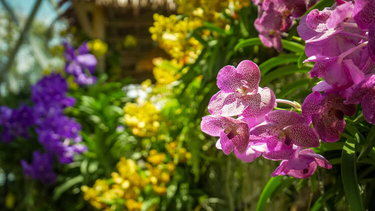 Gardens by the Bahay Kubo: A Fiesta of Orchids 