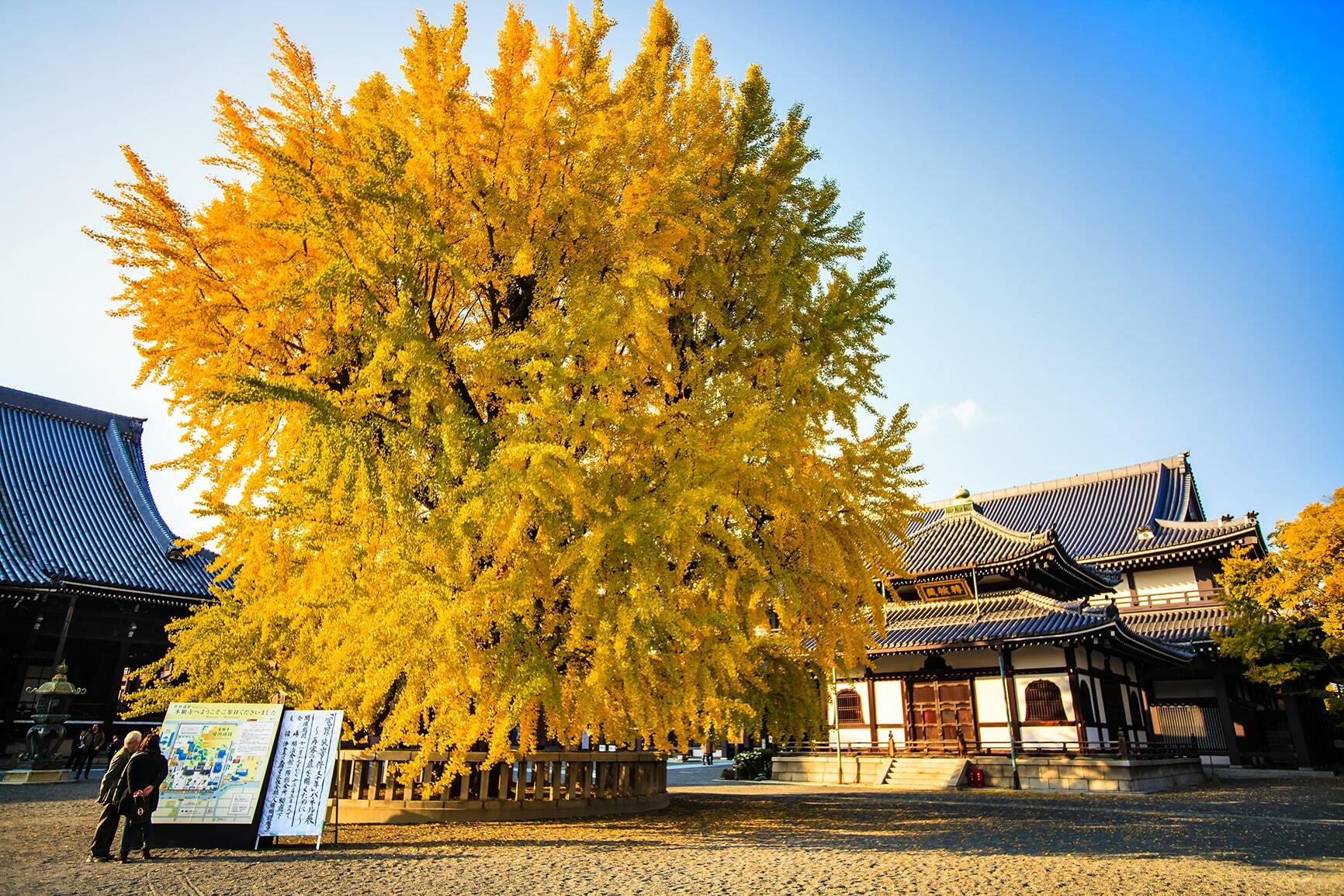 Kyoto's Nishi Hongan-ji Temple during daytime