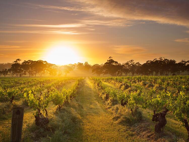 Barossa Valley