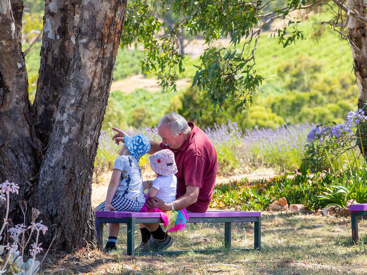 Run through flower fields at Lyndoch Lavender Farm