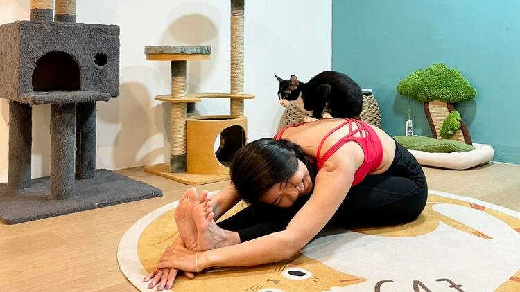 Asok Pethouse Cat Cafe 