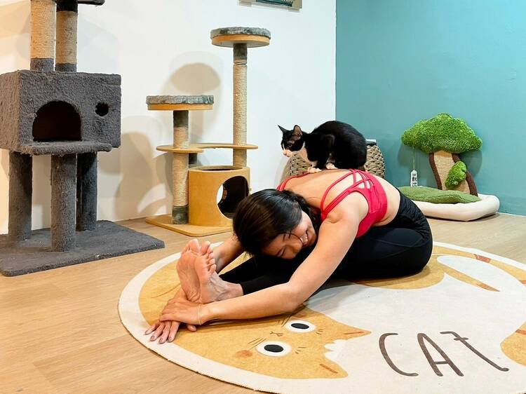 Yoga with Adoptable Kittens