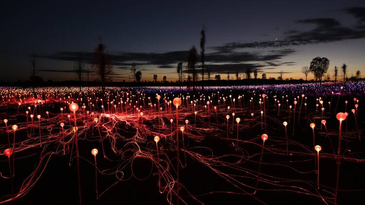 Field of Light display at night