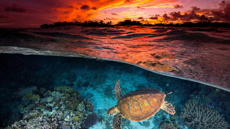 Green sea turtle swimming in Great Barrier Reef at sunset