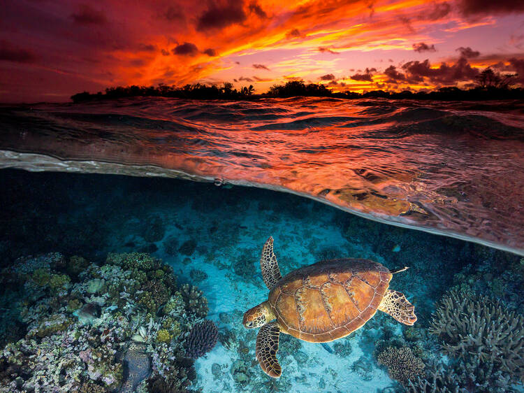 The Great Barrier Reef is officially Australia’s most stunning golden hour spot