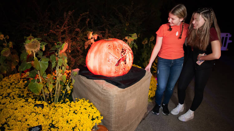 Chicago, IL: Night of 1,000 Jack-o'-Lanterns