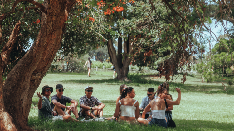 A group sits under a tree on green grass