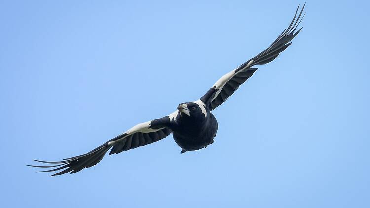 Swooping magpie in blue sky