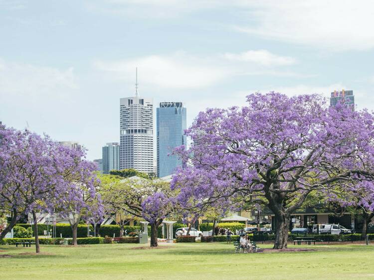 Park with city views and jacaranda trees