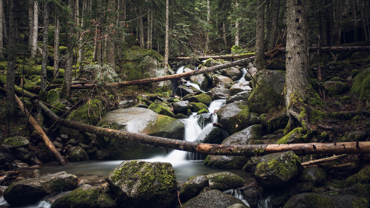 Bosque de Gerdar, un mar de abetos