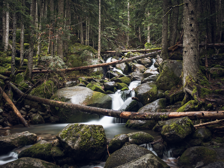 Bosque de Gerdar, un mar de abetos