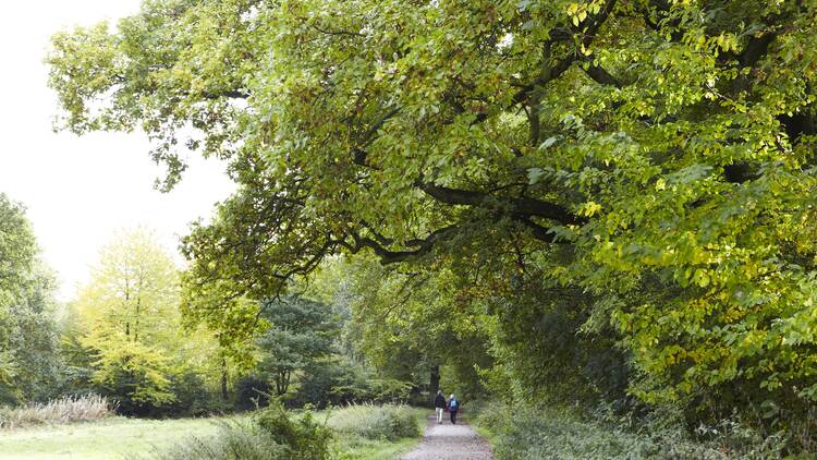 Get closer to nature with autumnal activities at Hampstead Heath