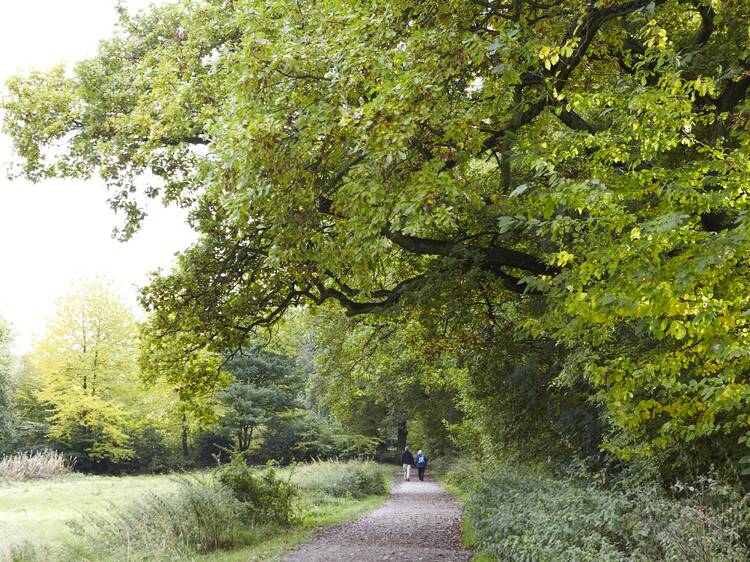 Get closer to nature with autumnal activities at Hampstead Heath