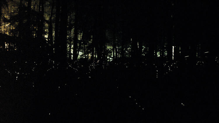 Synchronous Fireflies at Great Smoky Mountains National Park