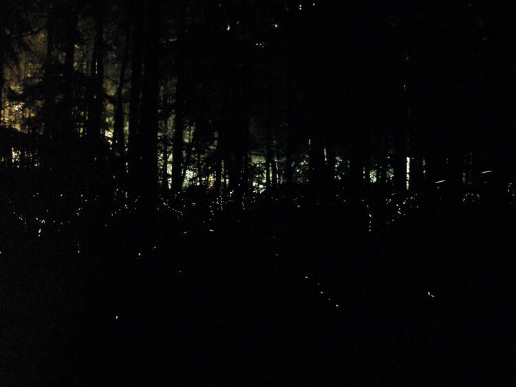 Synchronous Fireflies at Great Smoky Mountains National Park