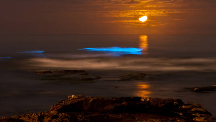 Bioluminescent Waves in San Diego, CA