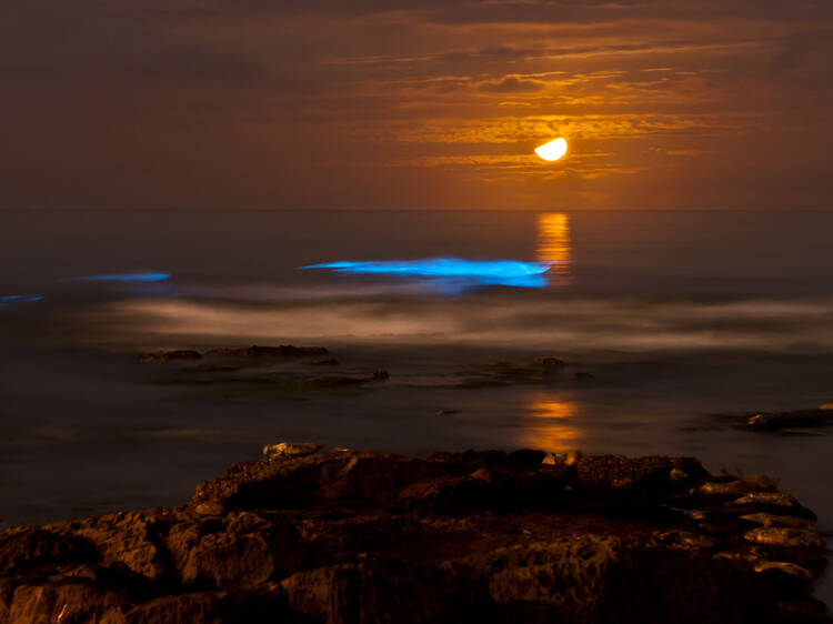 Bioluminescent Tide