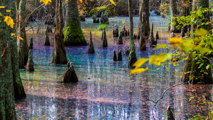 Rainbow Swamps at Virginia's First Landing State Park