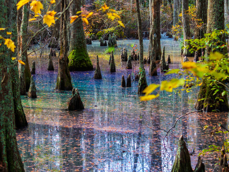 Rainbow Swamps at Virginia's First Landing State Park