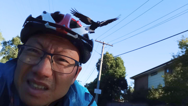 Cyclist being swooped by magpie