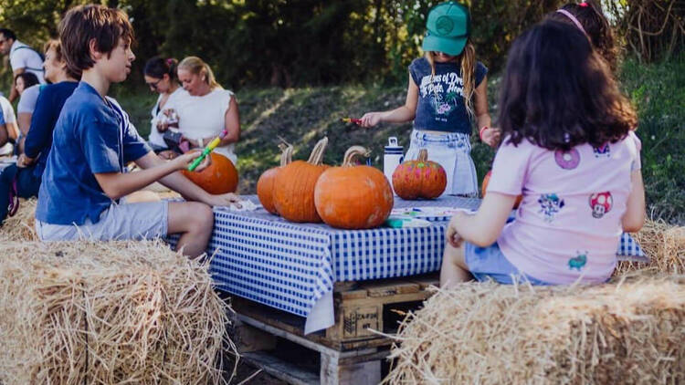 Pumpkin Patch, Huerta de Aranjuez