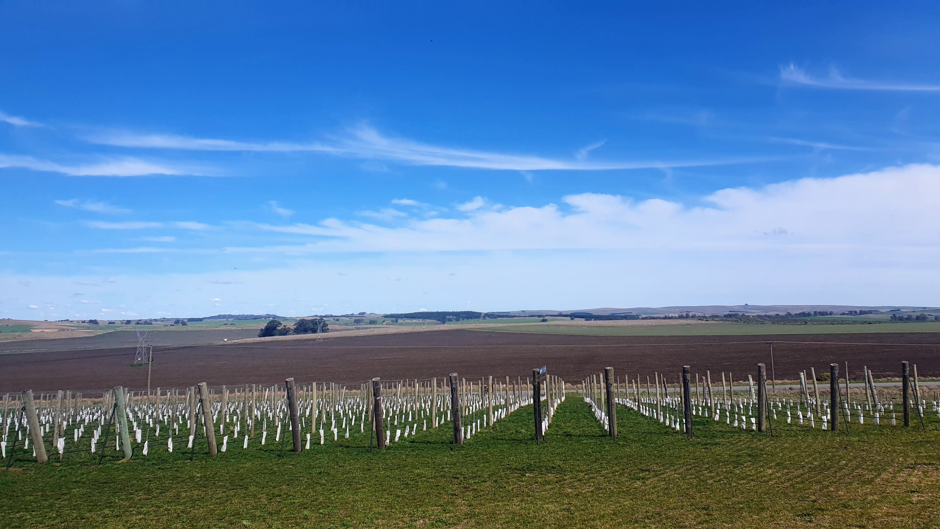 viñedo-finca-74