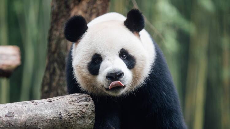 Hong Kong’s new giant panda