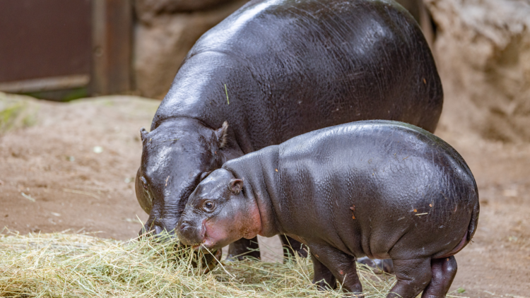 Pygmy Hippo at Taronga Zoo