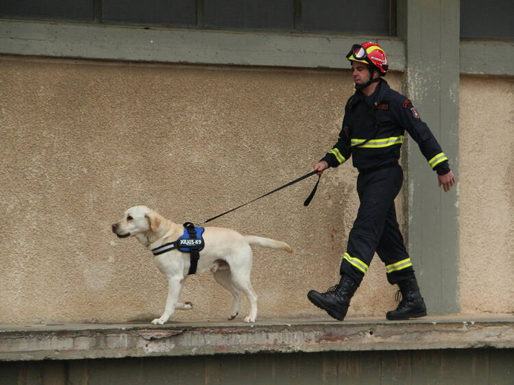 ¡Lomitos al servicio! Se gradúan nuevos perritos rescatistas