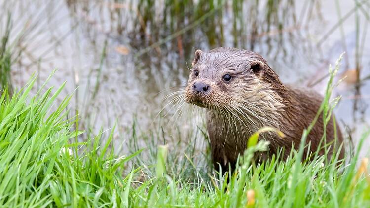 Otter coming out of a river, UK