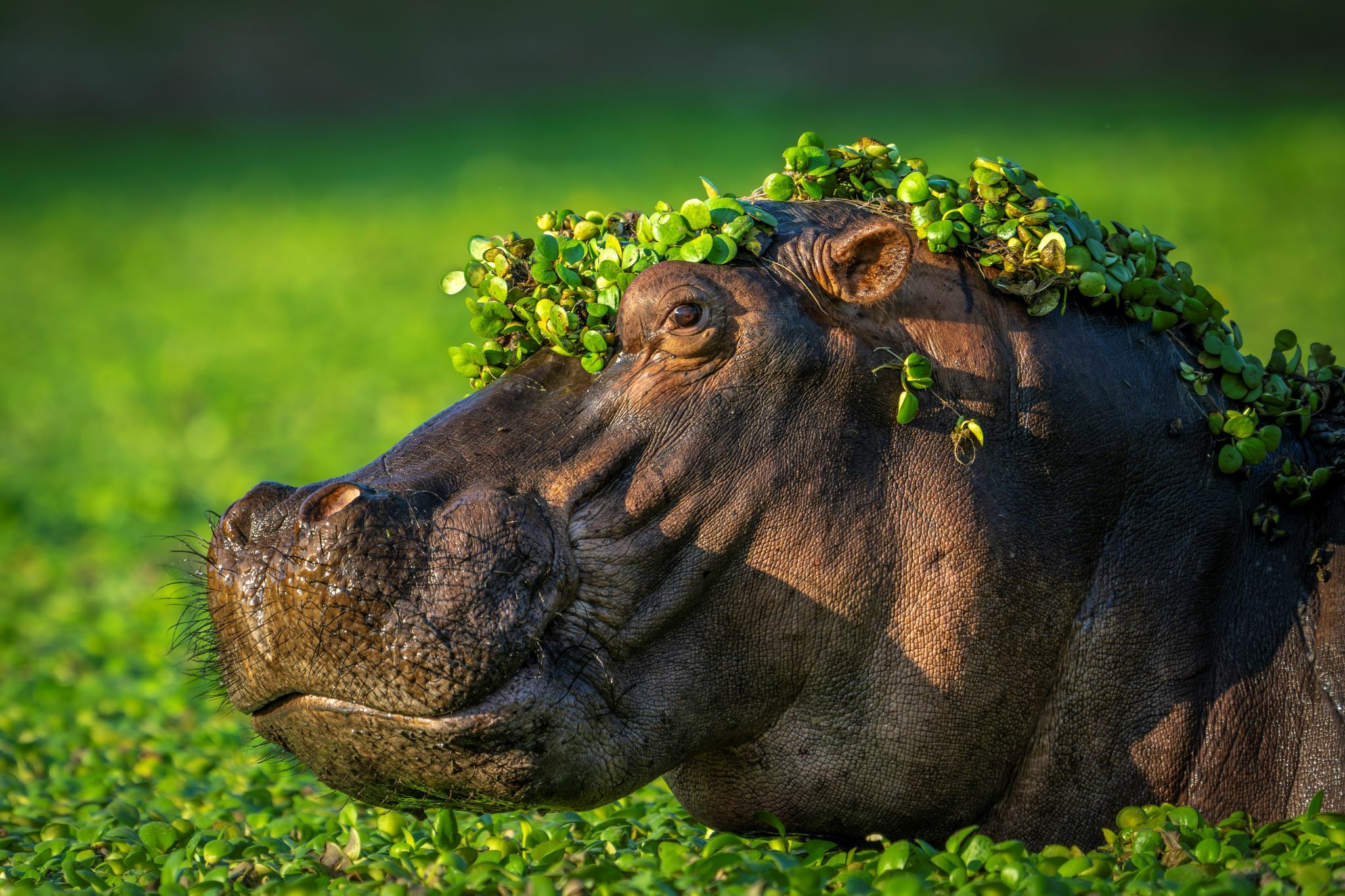 Em imagens os vencedores dos Comedy Wildlife Photography Awards 2024