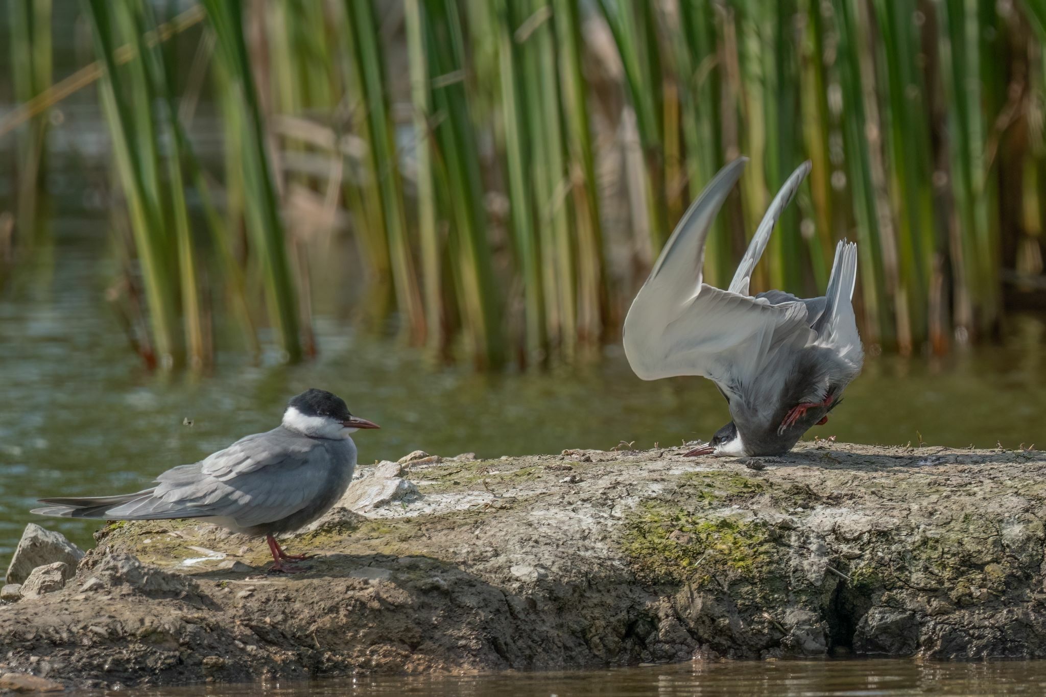 Nikon Comedy Wildlife Awards 2024 The Finalists of This Year’s